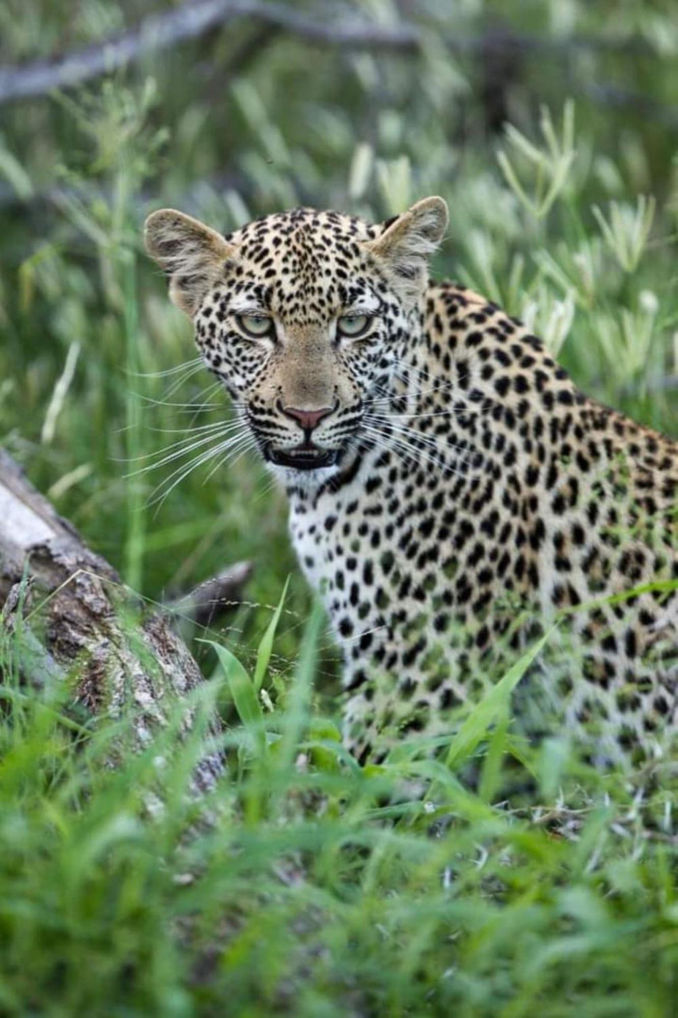 Leopard Tree Lodge Saint Lucia Estuary Buitenkant foto