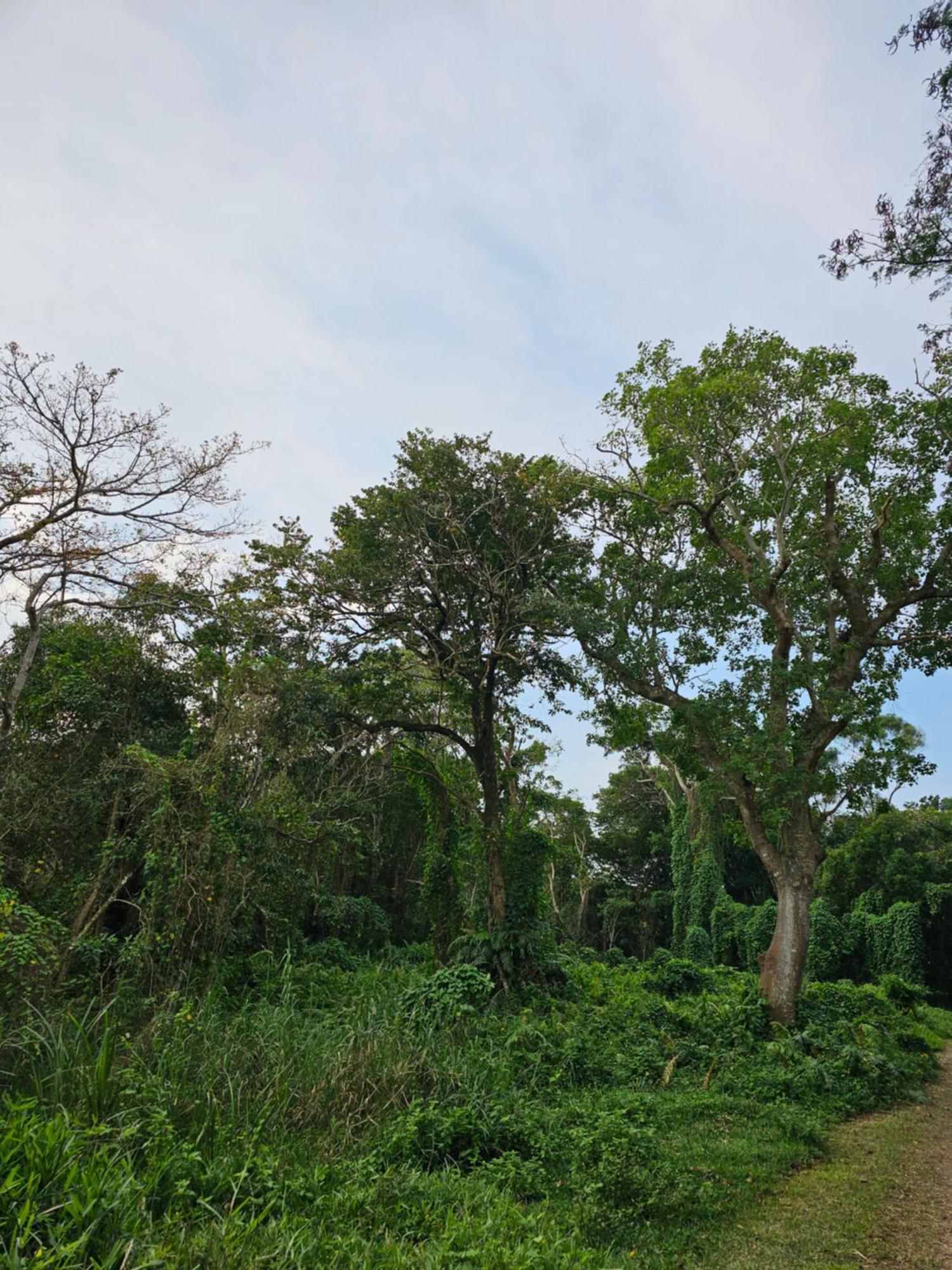 Leopard Tree Lodge Saint Lucia Estuary Buitenkant foto