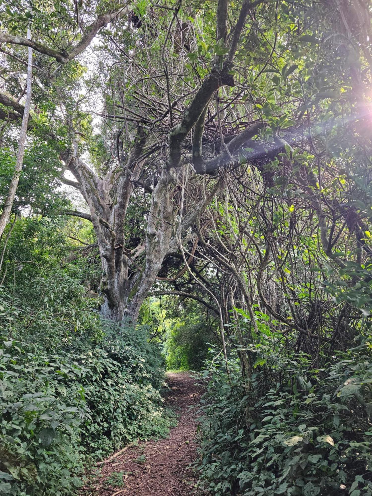 Leopard Tree Lodge Saint Lucia Estuary Buitenkant foto